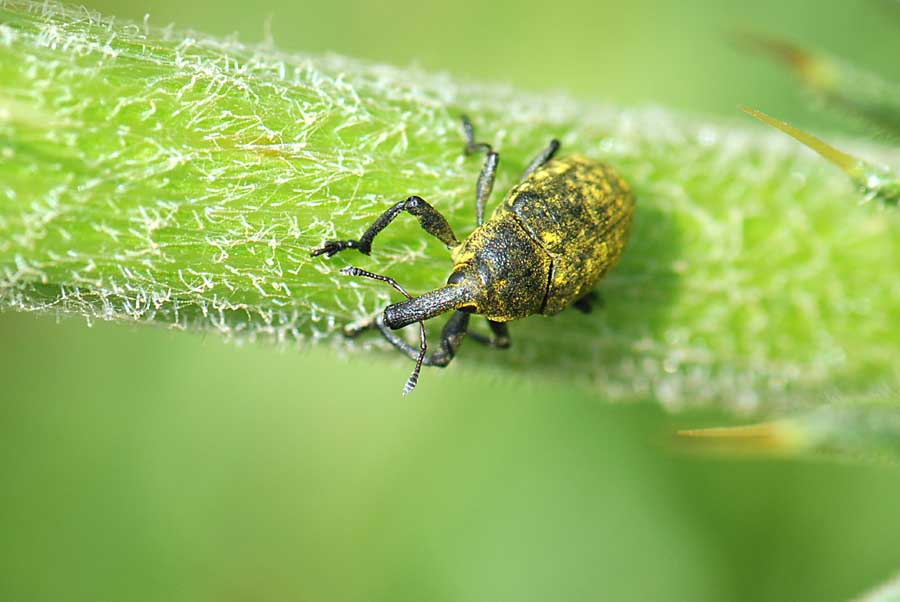 Curculionidae da id. Larinus cf. sturnus